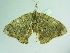  ( - BC ZSM Lep 101517)  @11 [ ] CreativeCommons - Attribution Non-Commercial Share-Alike (2017) SNSB, Staatliche Naturwissenschaftliche Sammlungen Bayerns ZSM (SNSB, Zoologische Staatssammlung Muenchen)
