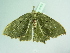  ( - BC ZSM Lep 101520)  @13 [ ] CreativeCommons - Attribution Non-Commercial Share-Alike (2017) SNSB, Staatliche Naturwissenschaftliche Sammlungen Bayerns ZSM (SNSB, Zoologische Staatssammlung Muenchen)