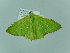  ( - BC ZSM Lep 101568)  @11 [ ] CreativeCommons - Attribution Non-Commercial Share-Alike (2017) SNSB, Staatliche Naturwissenschaftliche Sammlungen Bayerns ZSM (SNSB, Zoologische Staatssammlung Muenchen)