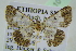  ( - BC ZSM Lep 101614)  @11 [ ] CreativeCommons - Attribution Non-Commercial Share-Alike (2017) SNSB, Staatliche Naturwissenschaftliche Sammlungen Bayerns ZSM (SNSB, Zoologische Staatssammlung Muenchen)