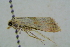  ( - BC ZSM Lep 101644)  @11 [ ] CreativeCommons - Attribution Non-Commercial Share-Alike (2017) SNSB, Staatliche Naturwissenschaftliche Sammlungen Bayerns ZSM (SNSB, Zoologische Staatssammlung Muenchen)