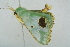  ( - BC ZSM Lep 101694)  @13 [ ] CreativeCommons - Attribution Non-Commercial Share-Alike (2017) SNSB, Staatliche Naturwissenschaftliche Sammlungen Bayerns ZSM (SNSB, Zoologische Staatssammlung Muenchen)
