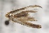  ( - BC ZSM Lep 101992)  @12 [ ] CreativeCommons - Attribution Non-Commercial Share-Alike (2018) SNSB, Staatliche Naturwissenschaftliche Sammlungen Bayerns ZSM (SNSB, Zoologische Staatssammlung Muenchen)