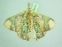  ( - BC ZSM Lep 98084)  @11 [ ] CreativeCommons - Attribution Non-Commercial Share-Alike (2018) SNSB, Staatliche Naturwissenschaftliche Sammlungen Bayerns ZSM (SNSB, Zoologische Staatssammlung Muenchen)