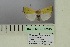  ( - BC ZSM Lep 98823)  @11 [ ] CreativeCommons - Attribution Non-Commercial Share-Alike (2018) SNSB, Staatliche Naturwissenschaftliche Sammlungen Bayerns ZSM (SNSB, Zoologische Staatssammlung Muenchen)