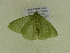  ( - BC ZSM Lep 102108)  @11 [ ] CreativeCommons - Attribution Non-Commercial Share-Alike (2018) SNSB, Staatliche Naturwissenschaftliche Sammlungen Bayerns ZSM (SNSB, Zoologische Staatssammlung Muenchen)