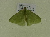  ( - BC ZSM Lep 102109)  @11 [ ] CreativeCommons - Attribution Non-Commercial Share-Alike (2018) SNSB, Staatliche Naturwissenschaftliche Sammlungen Bayerns ZSM (SNSB, Zoologische Staatssammlung Muenchen)