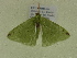  ( - BC ZSM Lep 102111)  @11 [ ] CreativeCommons - Attribution Non-Commercial Share-Alike (2018) SNSB, Staatliche Naturwissenschaftliche Sammlungen Bayerns ZSM (SNSB, Zoologische Staatssammlung Muenchen)