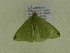  ( - BC ZSM Lep 102112)  @11 [ ] CreativeCommons - Attribution Non-Commercial Share-Alike (2018) SNSB, Staatliche Naturwissenschaftliche Sammlungen Bayerns ZSM (SNSB, Zoologische Staatssammlung Muenchen)