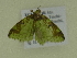  ( - BC ZSM Lep 102121)  @11 [ ] CreativeCommons - Attribution Non-Commercial Share-Alike (2018) SNSB, Staatliche Naturwissenschaftliche Sammlungen Bayerns ZSM (SNSB, Zoologische Staatssammlung Muenchen)