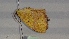  ( - BC ZSM Lep 102206)  @11 [ ] CreativeCommons - Attribution Non-Commercial Share-Alike (2018) SNSB, Staatliche Naturwissenschaftliche Sammlungen Bayerns ZSM (SNSB, Zoologische Staatssammlung Muenchen)
