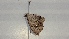 ( - BC ZSM Lep 102228)  @11 [ ] CreativeCommons - Attribution Non-Commercial Share-Alike (2018) SNSB, Staatliche Naturwissenschaftliche Sammlungen Bayerns ZSM (SNSB, Zoologische Staatssammlung Muenchen)