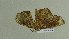  ( - BC ZSM Lep 102231)  @11 [ ] CreativeCommons - Attribution Non-Commercial Share-Alike (2018) SNSB, Staatliche Naturwissenschaftliche Sammlungen Bayerns ZSM (SNSB, Zoologische Staatssammlung Muenchen)