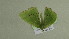  ( - BC ZSM Lep 102275)  @11 [ ] CreativeCommons - Attribution Non-Commercial Share-Alike (2018) SNSB, Staatliche Naturwissenschaftliche Sammlungen Bayerns ZSM (SNSB, Zoologische Staatssammlung Muenchen)