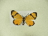  ( - BC ZSM Lep 102310)  @11 [ ] CreativeCommons - Attribution Non-Commercial Share-Alike (2018) SNSB, Staatliche Naturwissenschaftliche Sammlungen Bayerns ZSM (SNSB, Zoologische Staatssammlung Muenchen)