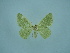  ( - BC ZSM Lep 102312)  @11 [ ] CreativeCommons - Attribution Non-Commercial Share-Alike (2018) SNSB, Staatliche Naturwissenschaftliche Sammlungen Bayerns ZSM (SNSB, Zoologische Staatssammlung Muenchen)