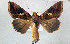  ( - BC ZSM Lep 102324)  @13 [ ] CreativeCommons - Attribution Non-Commercial Share-Alike (2018) SNSB, Staatliche Naturwissenschaftliche Sammlungen Bayerns ZSM (SNSB, Zoologische Staatssammlung Muenchen)