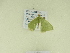  ( - BC ZSM Lep 102337)  @11 [ ] CreativeCommons - Attribution Non-Commercial Share-Alike (2018) SNSB, Staatliche Naturwissenschaftliche Sammlungen Bayerns ZSM (SNSB, Zoologische Staatssammlung Muenchen)