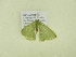  ( - BC ZSM Lep 102340)  @11 [ ] CreativeCommons - Attribution Non-Commercial Share-Alike (2018) SNSB, Staatliche Naturwissenschaftliche Sammlungen Bayerns ZSM (SNSB, Zoologische Staatssammlung Muenchen)
