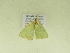  ( - BC ZSM Lep 102349)  @11 [ ] CreativeCommons - Attribution Non-Commercial Share-Alike (2018) SNSB, Staatliche Naturwissenschaftliche Sammlungen Bayerns ZSM (SNSB, Zoologische Staatssammlung Muenchen)