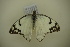  ( - BC ZSM Lep 102432)  @11 [ ] CreativeCommons - Attribution Non-Commercial Share-Alike (2018) SNSB, Staatliche Naturwissenschaftliche Sammlungen Bayerns ZSM (SNSB, Zoologische Staatssammlung Muenchen)
