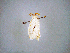  ( - BC ZSM Lep 102458)  @11 [ ] CreativeCommons - Attribution Non-Commercial Share-Alike (2018) SNSB, Staatliche Naturwissenschaftliche Sammlungen Bayerns ZSM (SNSB, Zoologische Staatssammlung Muenchen)