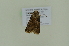  ( - BC ZSM Lep 102481)  @11 [ ] CreativeCommons - Attribution Non-Commercial Share-Alike (2018) SNSB, Staatliche Naturwissenschaftliche Sammlungen Bayerns ZSM (SNSB, Zoologische Staatssammlung Muenchen)