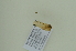  ( - BC ZSM Lep 102494)  @12 [ ] CreativeCommons - Attribution Non-Commercial Share-Alike (2018) SNSB, Staatliche Naturwissenschaftliche Sammlungen Bayerns ZSM (SNSB, Zoologische Staatssammlung Muenchen)