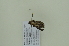  ( - BC ZSM Lep 102500)  @11 [ ] CreativeCommons - Attribution Non-Commercial Share-Alike (2018) SNSB, Staatliche Naturwissenschaftliche Sammlungen Bayerns ZSM (SNSB, Zoologische Staatssammlung Muenchen)
