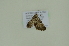  ( - BC ZSM Lep 102503)  @11 [ ] CreativeCommons - Attribution Non-Commercial Share-Alike (2018) SNSB, Staatliche Naturwissenschaftliche Sammlungen Bayerns ZSM (SNSB, Zoologische Staatssammlung Muenchen)