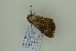 ( - BC ZSM Lep 102537)  @11 [ ] CreativeCommons - Attribution Non-Commercial Share-Alike (2018) SNSB, Staatliche Naturwissenschaftliche Sammlungen Bayerns ZSM (SNSB, Zoologische Staatssammlung Muenchen)
