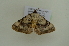  ( - BC ZSM Lep 102538)  @11 [ ] CreativeCommons - Attribution Non-Commercial Share-Alike (2018) SNSB, Staatliche Naturwissenschaftliche Sammlungen Bayerns ZSM (SNSB, Zoologische Staatssammlung Muenchen)