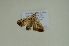  ( - BC ZSM Lep 102539)  @11 [ ] CreativeCommons - Attribution Non-Commercial Share-Alike (2018) SNSB, Staatliche Naturwissenschaftliche Sammlungen Bayerns ZSM (SNSB, Zoologische Staatssammlung Muenchen)
