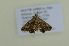  ( - BC ZSM Lep 102588)  @12 [ ] CreativeCommons - Attribution Non-Commercial Share-Alike (2018) SNSB, Staatliche Naturwissenschaftliche Sammlungen Bayerns ZSM (SNSB, Zoologische Staatssammlung Muenchen)