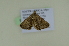  ( - BC ZSM Lep 102592)  @12 [ ] CreativeCommons - Attribution Non-Commercial Share-Alike (2018) SNSB, Staatliche Naturwissenschaftliche Sammlungen Bayerns ZSM (SNSB, Zoologische Staatssammlung Muenchen)