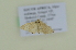  ( - BC ZSM Lep 102607)  @11 [ ] CreativeCommons - Attribution Non-Commercial Share-Alike (2018) SNSB, Staatliche Naturwissenschaftliche Sammlungen Bayerns ZSM (SNSB, Zoologische Staatssammlung Muenchen)