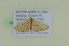  ( - BC ZSM Lep 102608)  @11 [ ] CreativeCommons - Attribution Non-Commercial Share-Alike (2018) SNSB, Staatliche Naturwissenschaftliche Sammlungen Bayerns ZSM (SNSB, Zoologische Staatssammlung Muenchen)