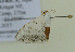  ( - BC ZSM Lep 102611)  @12 [ ] CreativeCommons - Attribution Non-Commercial Share-Alike (2018) SNSB, Staatliche Naturwissenschaftliche Sammlungen Bayerns ZSM (SNSB, Zoologische Staatssammlung Muenchen)