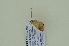  ( - BC ZSM Lep 102634)  @11 [ ] CreativeCommons - Attribution Non-Commercial Share-Alike (2018) SNSB, Staatliche Naturwissenschaftliche Sammlungen Bayerns ZSM (SNSB, Zoologische Staatssammlung Muenchen)