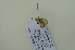  ( - BC ZSM Lep 102641)  @12 [ ] CreativeCommons - Attribution Non-Commercial Share-Alike (2018) SNSB, Staatliche Naturwissenschaftliche Sammlungen Bayerns ZSM (SNSB, Zoologische Staatssammlung Muenchen)