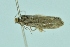  ( - BC ZSM Lep 104216)  @12 [ ] CreativeCommons - Attribution Non-Commercial Share-Alike (2018) SNSB, Staatliche Naturwissenschaftliche Sammlungen Bayerns ZSM (SNSB, Zoologische Staatssammlung Muenchen)