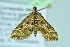  ( - BC ZSM Lep 104219)  @11 [ ] CreativeCommons - Attribution Non-Commercial Share-Alike (2018) SNSB, Staatliche Naturwissenschaftliche Sammlungen Bayerns ZSM (SNSB, Zoologische Staatssammlung Muenchen)