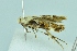  ( - BC ZSM Lep 104221)  @12 [ ] CreativeCommons - Attribution Non-Commercial Share-Alike (2018) SNSB, Staatliche Naturwissenschaftliche Sammlungen Bayerns ZSM (SNSB, Zoologische Staatssammlung Muenchen)