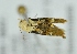  ( - BC ZSM Lep 104273)  @12 [ ] CreativeCommons - Attribution Non-Commercial Share-Alike (2018) SNSB, Staatliche Naturwissenschaftliche Sammlungen Bayerns ZSM (SNSB, Zoologische Staatssammlung Muenchen)