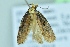  ( - BC ZSM Lep 104324)  @12 [ ] CreativeCommons - Attribution Non-Commercial Share-Alike (2018) SNSB, Staatliche Naturwissenschaftliche Sammlungen Bayerns ZSM (SNSB, Zoologische Staatssammlung Muenchen)