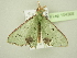  ( - BC ZSM Lep 104369)  @11 [ ] CreativeCommons - Attribution Non-Commercial Share-Alike (2018) SNSB, Staatliche Naturwissenschaftliche Sammlungen Bayerns ZSM (SNSB, Zoologische Staatssammlung Muenchen)