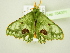  ( - BC ZSM Lep 104371)  @11 [ ] CreativeCommons - Attribution Non-Commercial Share-Alike (2018) SNSB, Staatliche Naturwissenschaftliche Sammlungen Bayerns ZSM (SNSB, Zoologische Staatssammlung Muenchen)
