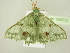  (Victoria altimontaria - BC ZSM Lep 104372)  @14 [ ] CreativeCommons - Attribution Non-Commercial Share-Alike (2018) SNSB, Staatliche Naturwissenschaftliche Sammlungen Bayerns ZSM (SNSB, Zoologische Staatssammlung Muenchen)