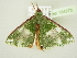  ( - BC ZSM Lep 104373)  @11 [ ] CreativeCommons - Attribution Non-Commercial Share-Alike (2018) SNSB, Staatliche Naturwissenschaftliche Sammlungen Bayerns ZSM (SNSB, Zoologische Staatssammlung Muenchen)