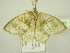  ( - BC ZSM Lep 104385)  @11 [ ] CreativeCommons - Attribution Non-Commercial Share-Alike (2018) SNSB, Staatliche Naturwissenschaftliche Sammlungen Bayerns ZSM (SNSB, Zoologische Staatssammlung Muenchen)